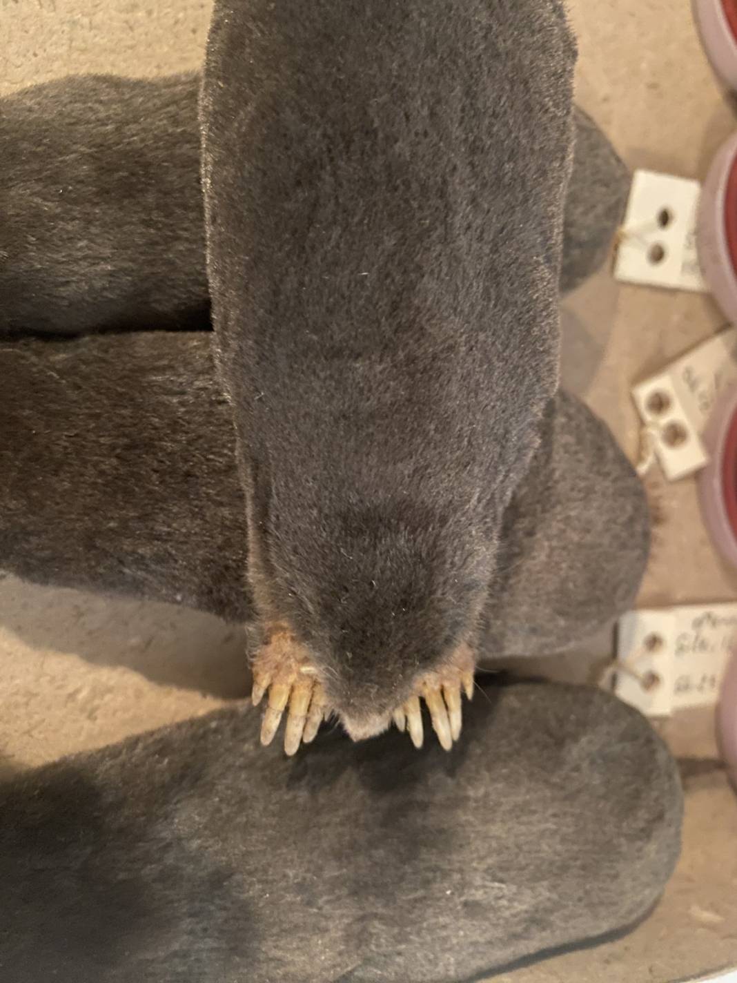 Karadeniz'de yayılmaya başladı! İlk kez yaşanıyor, yurt dışından özel ekip geldi 10